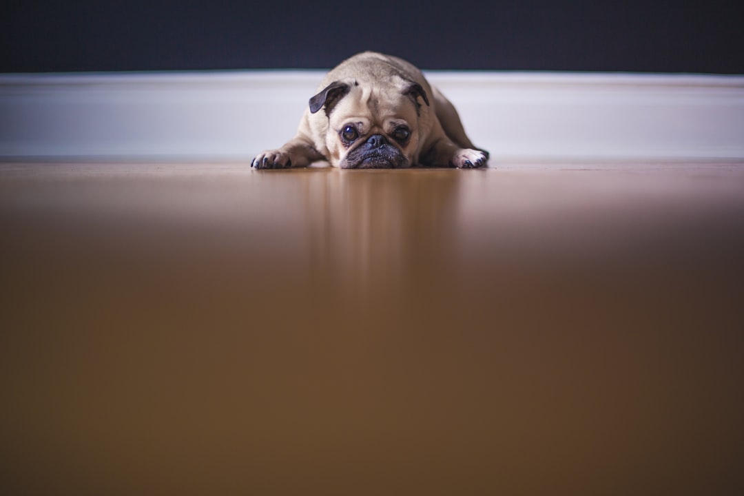 Photo Dog licking mat